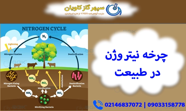 چرخه نیتروژن در طبیعت