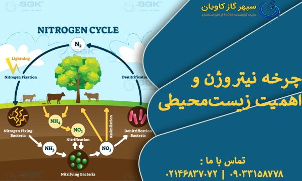 چرخه نیتروژن و اهمیت زیست‌محیطی